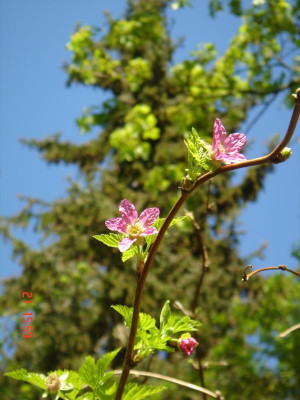 DSC05228.JPG