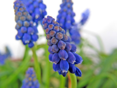 MUSCARI_DO_1503.jpg