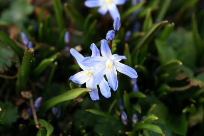St_Chionodoxa140307.jpg