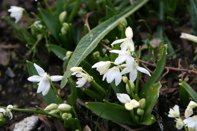 St_Chionodoxaaalba140307.jpg