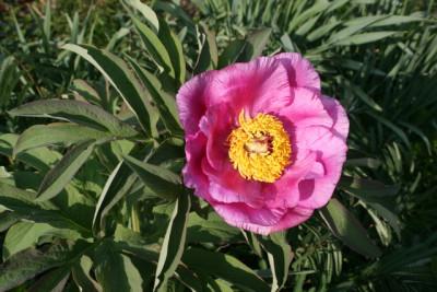 Paeonie mollis.JPG