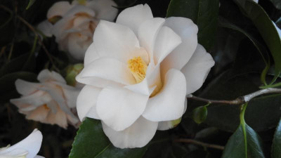 DSCN2436.JPG