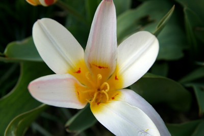 St_Tulpe1403071.jpg