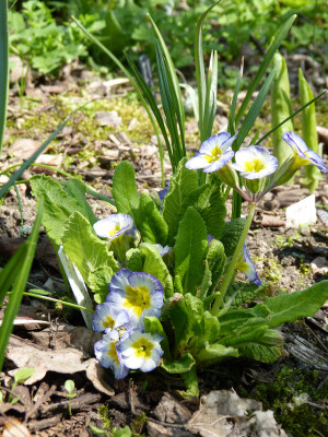 2018-04-21 Primula Barnhaven Sämling.jpg