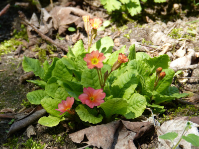 2018-04-21 Primula 'Wanda' orange.jpg