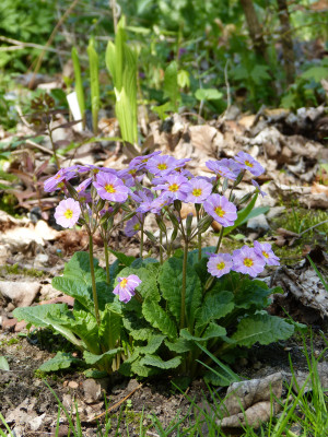 2018-04-21 Primula vulgaris 'Avondale'.jpg