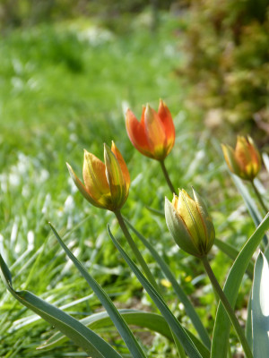 2018-04-21 Tulipa whittallii major.jpg