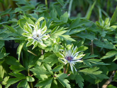 2018-04-21 Anemone nemorosa 'Green Dragon'.jpg