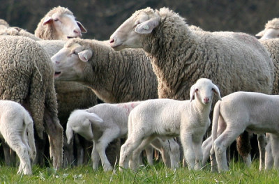 Osterlammchen-1.jpg