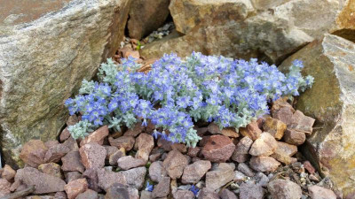 Veronica bombycina ssp. bolkardagensis 21.04.18.jpg