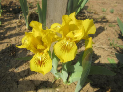 sdb eyebright.JPG