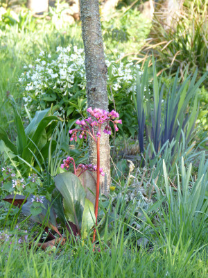 2018-04-21 Gartenimpressionen 2.jpg