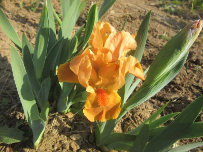 SDB Orange Tiger.JPG