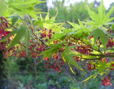 8_Acer_sieboldianum_Blute.JPG