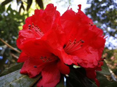 IMG_20180421_104550 Rhododendron arboreum ssp.delavayi C&H7178.jpg