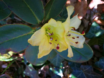 IMG_20180421_104935 Rhododendron changii C&H9001.jpg