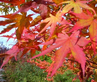 A.sieb._Blatt_Herbst.JPG