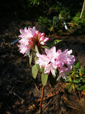 IMG_20180421_180114 Rhododendron xichangense JN12275.jpg
