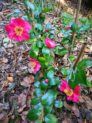 IMG_20180421_173345 Camellia japonica Kuni No Hikari.jpg