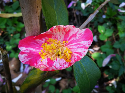 IMG_20180421_170745 Camellia japonica Shintsukasa Nishiki.jpg