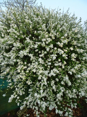 Exochorda macrantha 'The Bride' April 2018.JPG