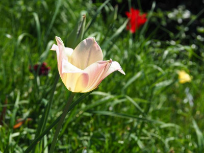 Tulipa ALDI 2017 2018 P4220152.JPG