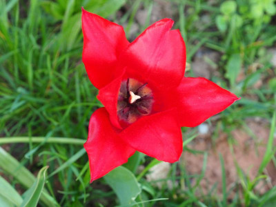Tulipa Lily-flowered 'Red Shine' P4170107.JPG