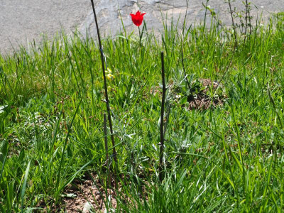 Fixed this lone red tulip ... topping a straight line of green P4190110.JPG