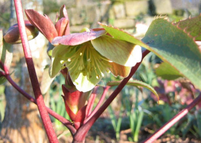 Helleborus__x_ericsmithii_20070311.jpg