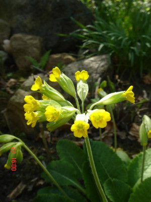 DSC05243.JPG