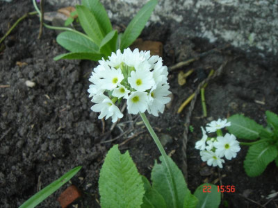 DSC05240.JPG