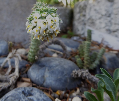 Nassauvia revoluta   ...  21.4.18 009.jpg