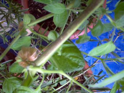 2-jahr.physalis.jpg