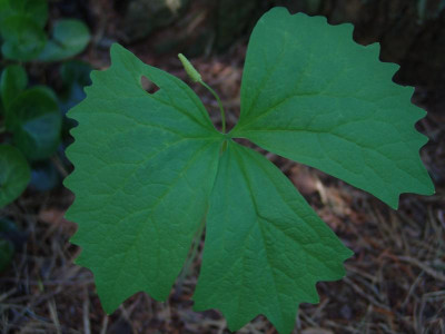 DSC02122.JPG