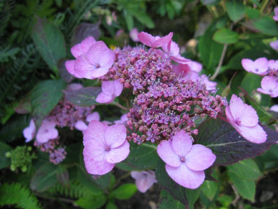 KoreanaIMG_1813.JPG