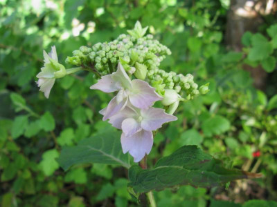 Hydrnagea serrata Koreana Ellerhop.jpg