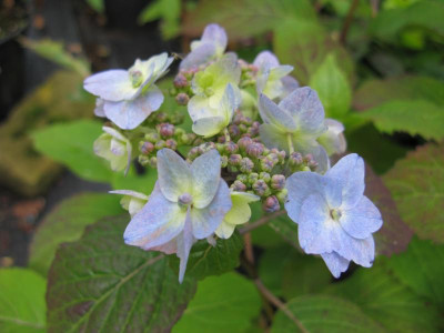 Blue BillowIMG_1657.JPG