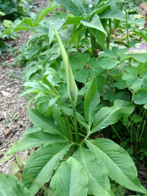 07210025_ePinellia_pedatisecta.JPG