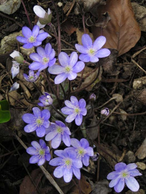 hepatica_nobilis_stefan.jpg
