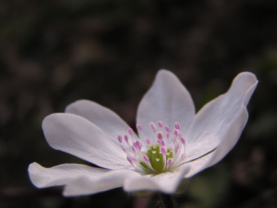 hepatica_weiss_hecke.jpg