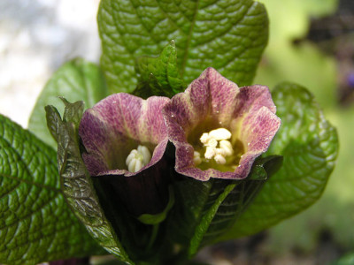 scopolia_carniolica_zwanenburg.jpg