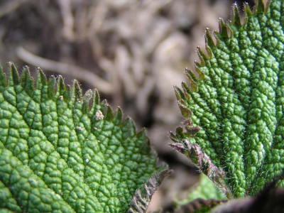 lamium_orvala_blatt.jpg