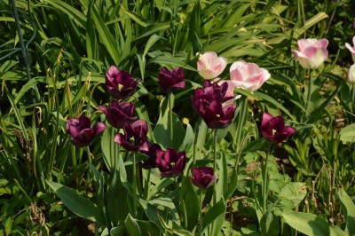 Tulpen.18-2M.jpg