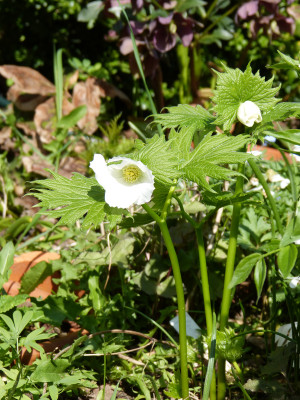 2018-04-22 Glaucidium palmatum.jpg