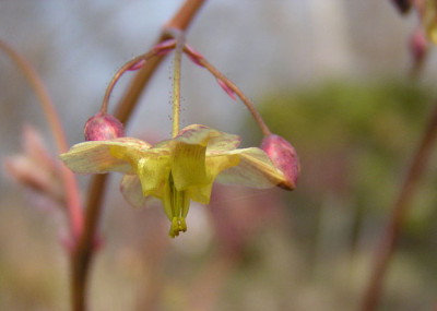 epimedium_black_sea.jpg
