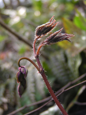epimedium_grandilorum_07.jpg