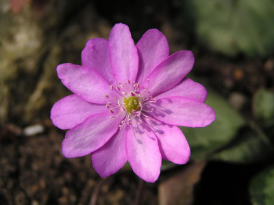 hepatica_rosa_doppelt.jpg