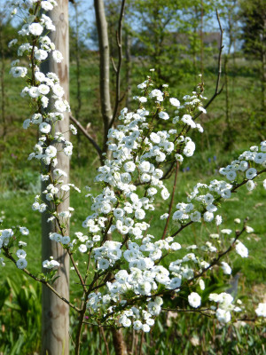 2018-04-22 Spiraea prunifolia 'Pleniflora'.jpg