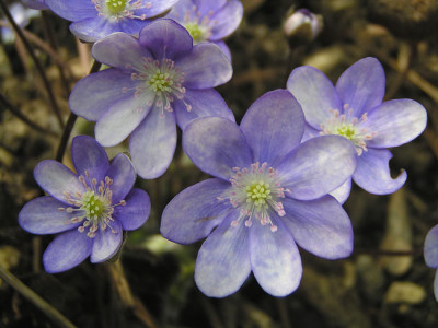 hepatica_nobilis_stefan2.jpg