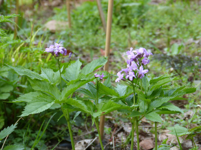 2018-04-22 Cardamine pentaphyllos.jpg